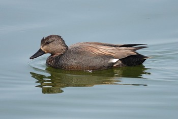 Gadwall Unknown Spots Tue, 4/2/2024