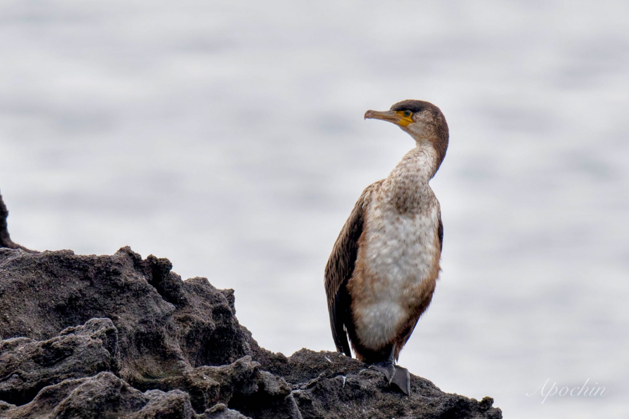 Japanese Cormorant