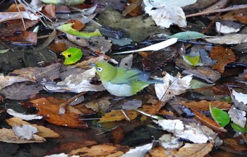 メジロ 舞岡公園 2018年12月15日(土)