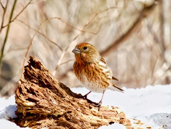 Pallas's Rosefinch Saitama Prefecture Forest Park Thu, 3/14/2024