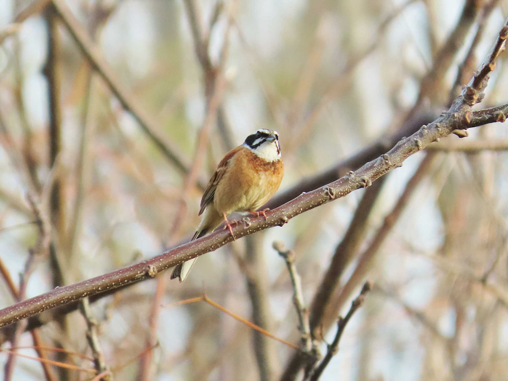 Photo of Meadow Bunting at 淀川河川公園 by Toshihiro Yamaguchi