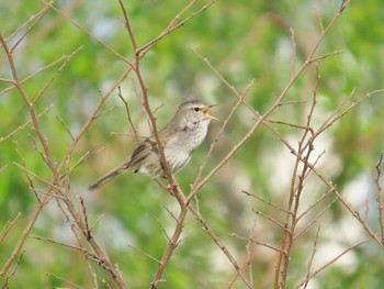 Japanese Bush Warbler 淀川河川公園 Sun, 4/7/2024