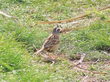 Meadow Bunting 淀川河川公園 Sun, 4/7/2024