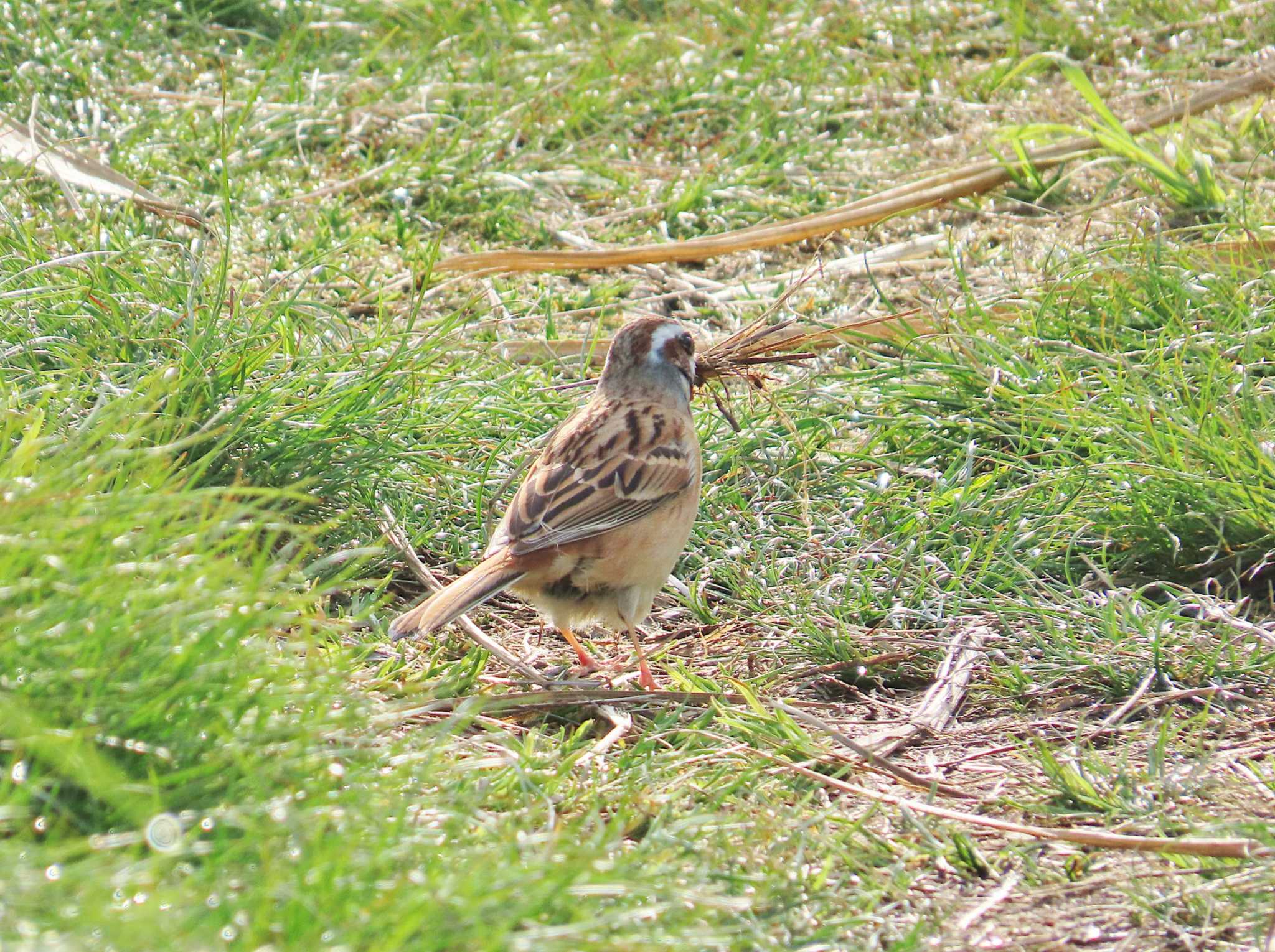 Photo of Meadow Bunting at 淀川河川公園 by Toshihiro Yamaguchi