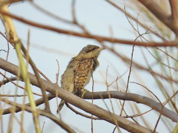 Eurasian Wryneck 淀川河川公園 Sun, 4/7/2024