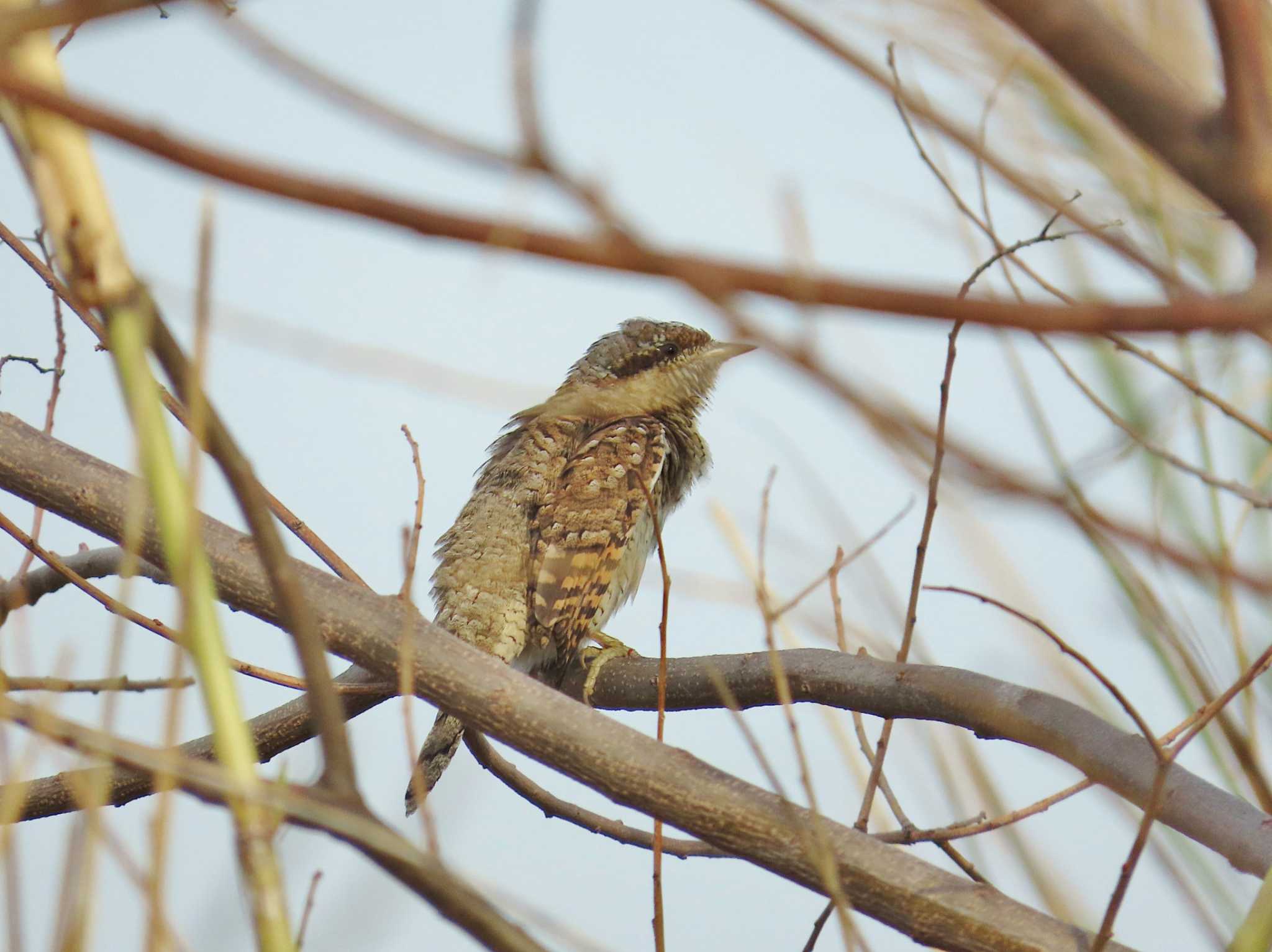 Photo of Eurasian Wryneck at 淀川河川公園 by Toshihiro Yamaguchi