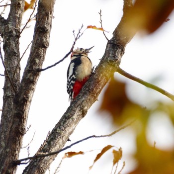 Great Spotted Woodpecker 福島市小鳥の森 Mon, 11/22/2021