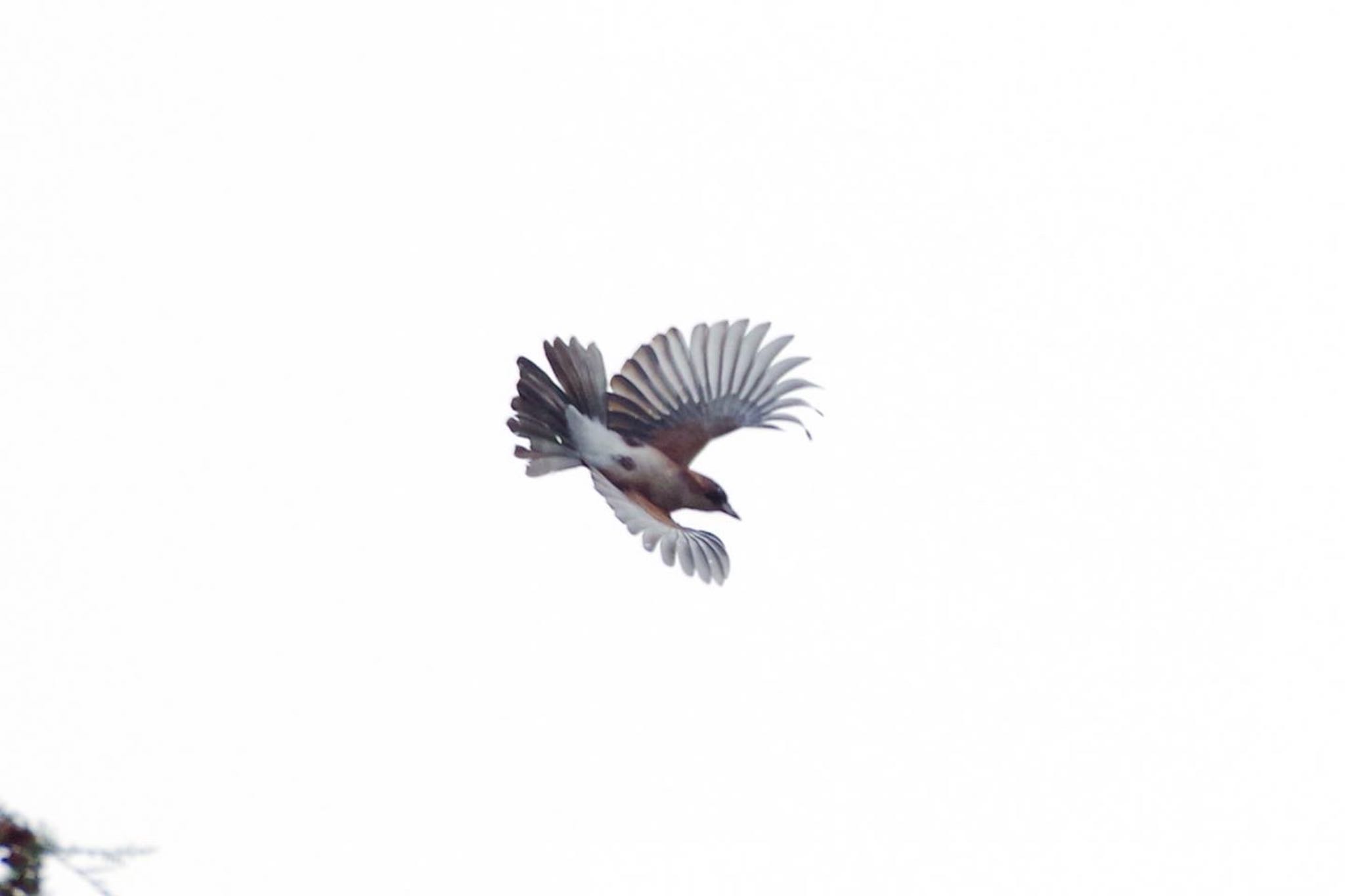 Eurasian Jay