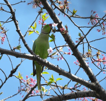 ワカケホンセイインコ 東京都多摩地域 2024年4月1日(月)