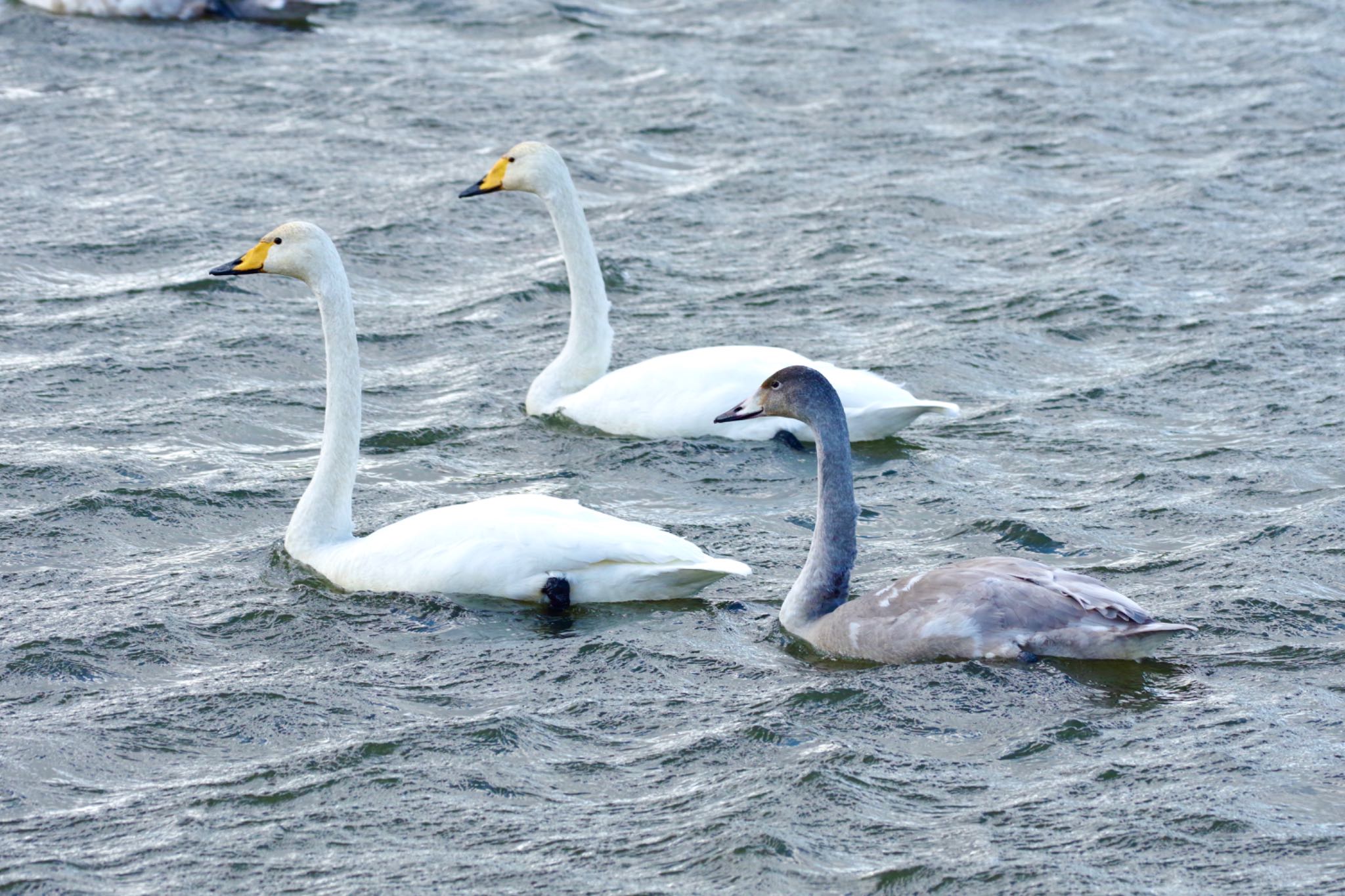 Photo of Whooper Swan at あぶくま親水公園 by 015