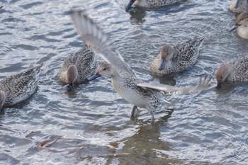 Northern Pintail あぶくま親水公園 Tue, 11/23/2021