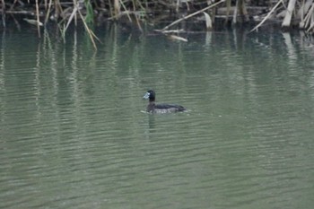 Greater Scaup 福島市小鳥の森 Mon, 11/22/2021