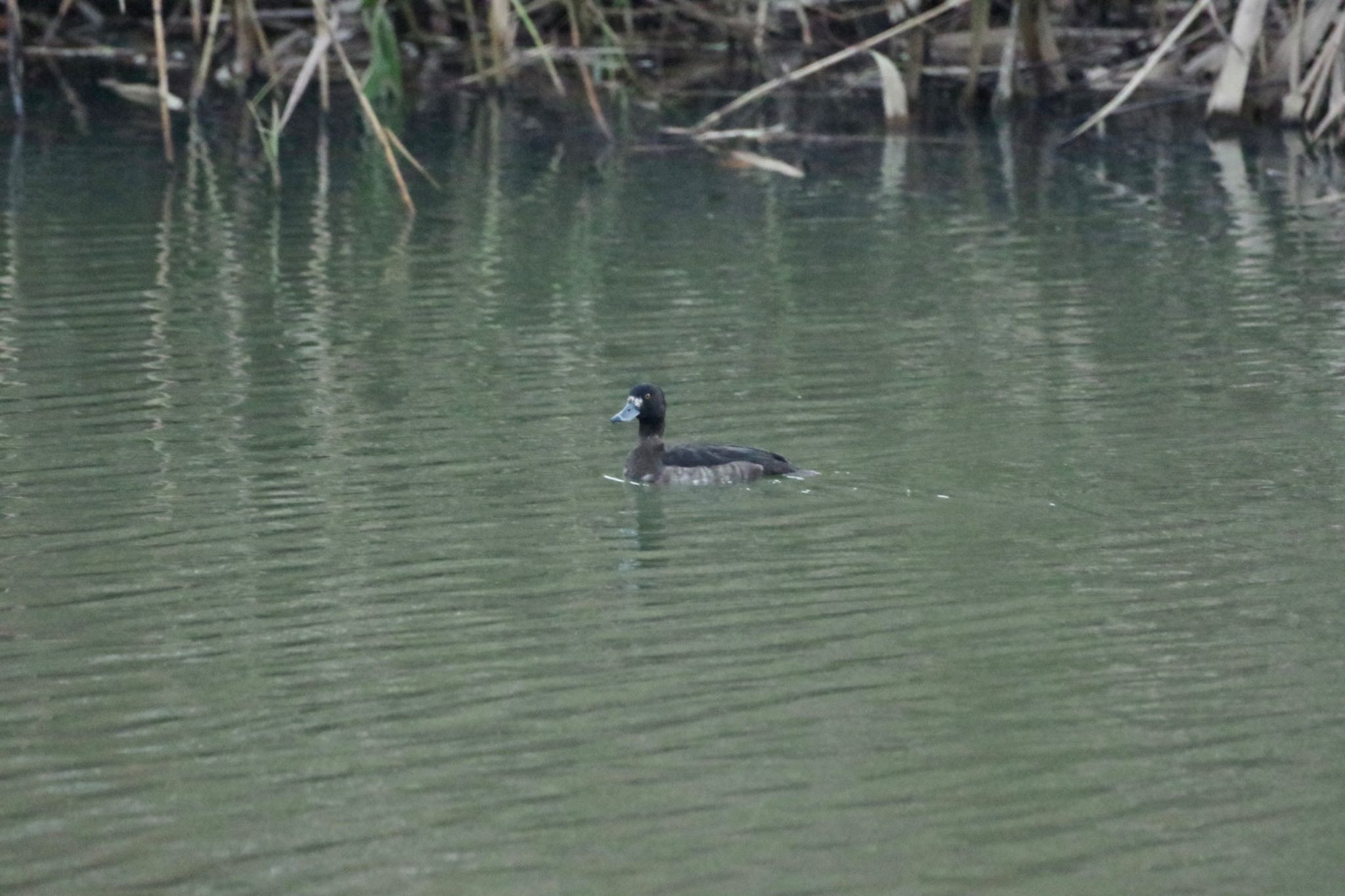 Photo of Greater Scaup at 福島市小鳥の森 by 015