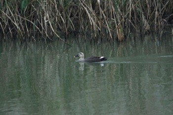 Eastern Spot-billed Duck 福島市小鳥の森 Mon, 11/22/2021