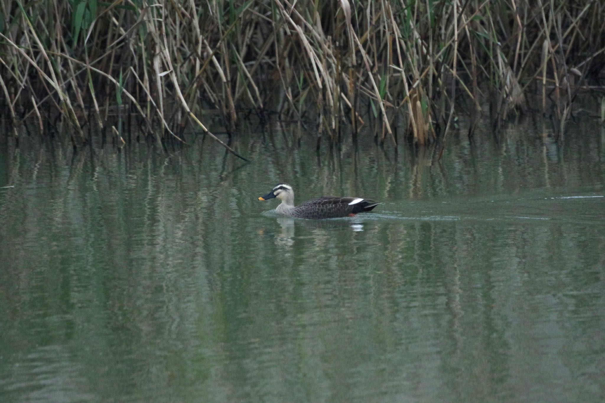 Photo of Eastern Spot-billed Duck at 福島市小鳥の森 by 015