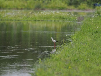 Black-winged Stilt Unknown Spots Sat, 4/6/2024