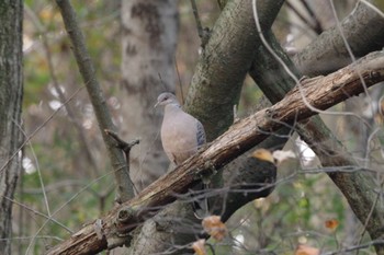 Oriental Turtle Dove 福島市小鳥の森 Mon, 11/22/2021