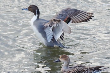 Tue, 11/23/2021 Birding report at あぶくま親水公園