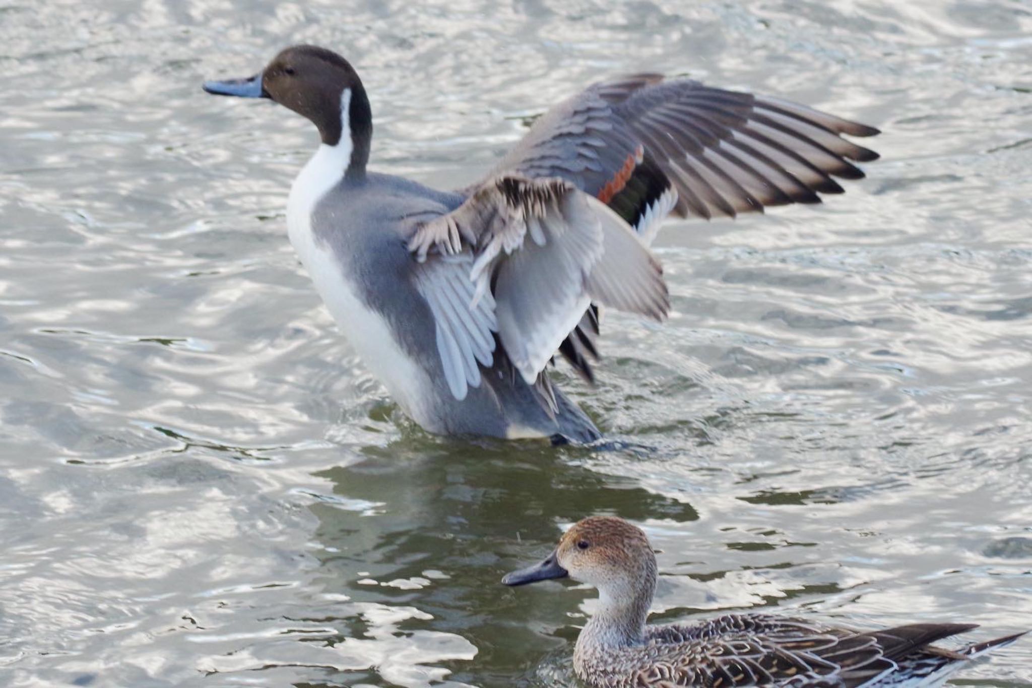 あぶくま親水公園 オナガガモの写真 by 015