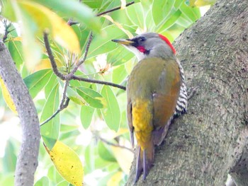 Japanese Green Woodpecker 稲佐山公園 Sun, 4/7/2024