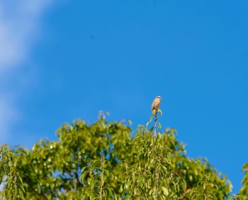 Meadow Bunting 福島市信夫山 Thu, 11/25/2021