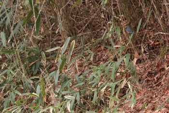 Red-flanked Bluetail Yanagisawa Pass Sat, 4/6/2024