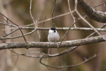 Willow Tit Yanagisawa Pass Sat, 4/6/2024