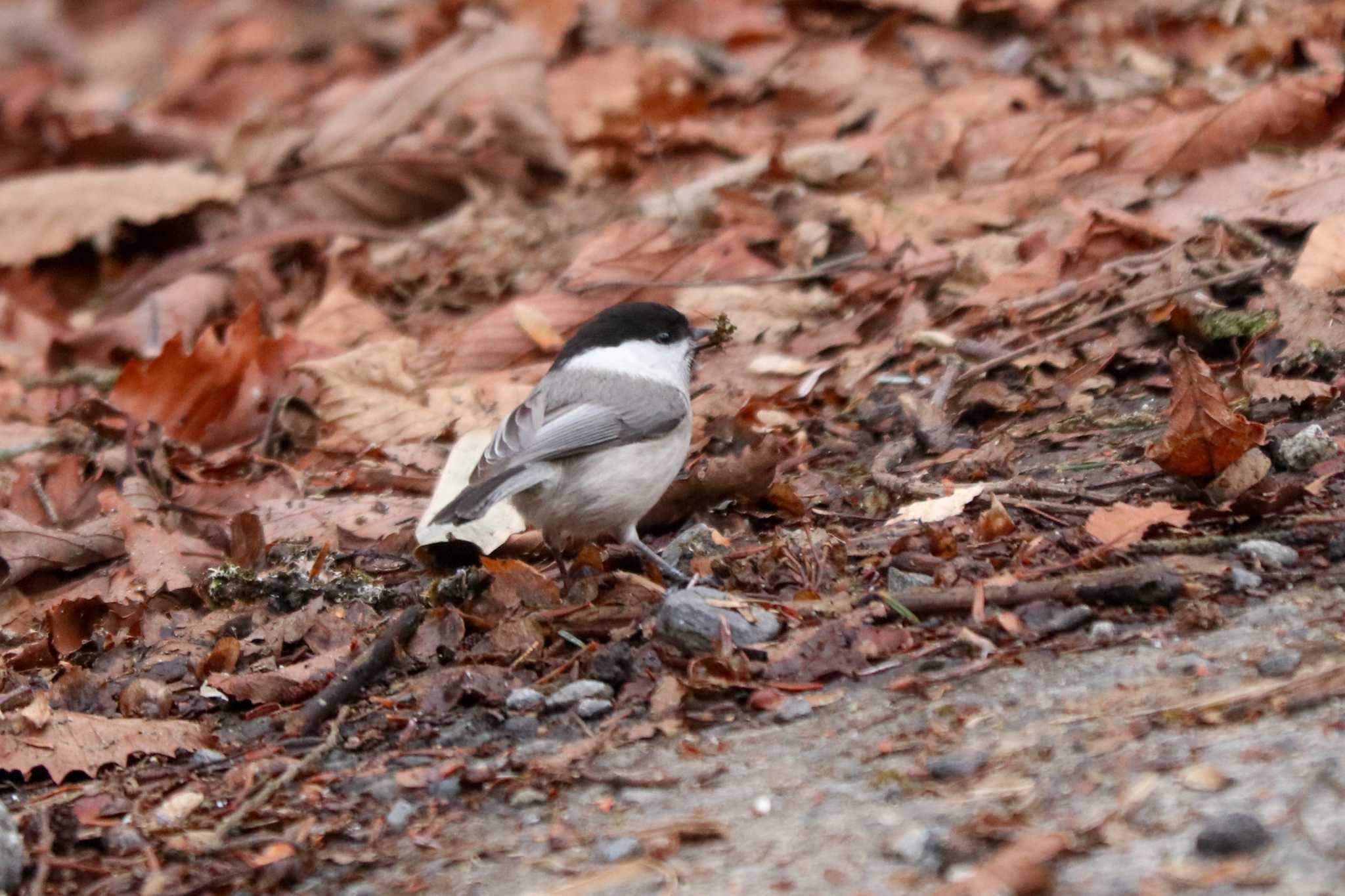 Willow Tit