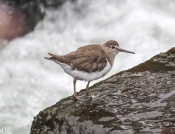 Common Sandpiper 町田市 Fri, 4/5/2024