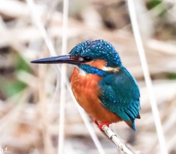 Common Kingfisher 町田市 Fri, 4/5/2024