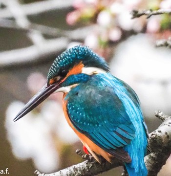 Common Kingfisher 町田市 Fri, 4/5/2024