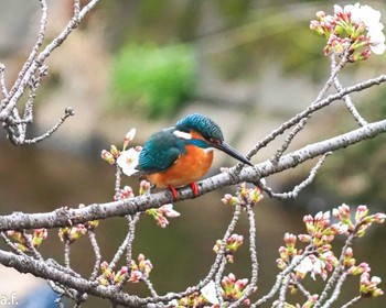 Common Kingfisher 町田市 Fri, 4/5/2024