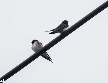 Barn Swallow 町田市 Fri, 4/5/2024