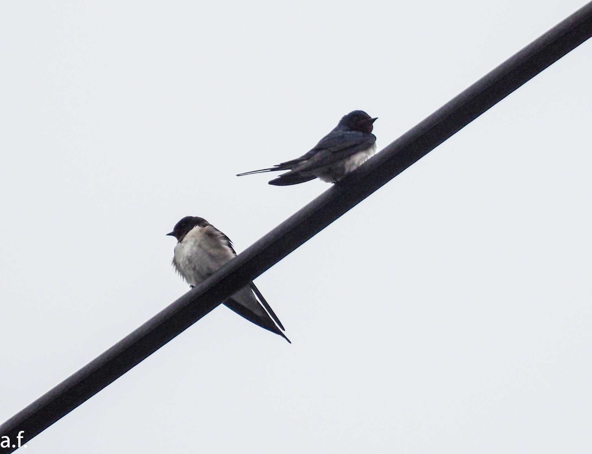 Photo of Barn Swallow at 町田市 by a.f.