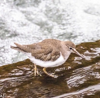 Common Sandpiper 町田市 Fri, 4/5/2024