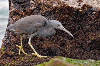 Pacific Reef Heron 真鶴岬 Sat, 4/6/2024