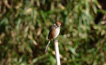 モズ 舞岡公園 2018年12月15日(土)