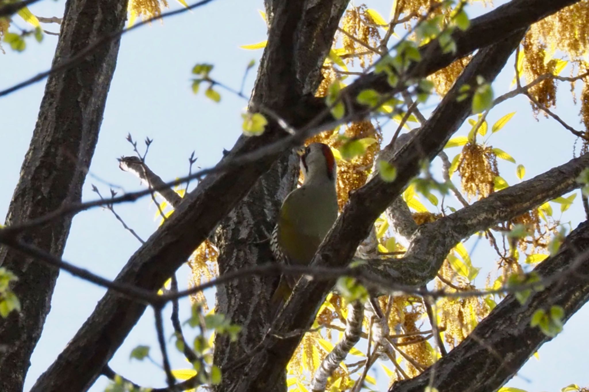 Photo of Japanese Green Woodpecker at 大塚・歳勝土遺跡公園 by ぬま