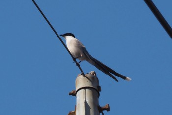 Azure-winged Magpie 大塚・歳勝土遺跡公園 Sun, 4/7/2024