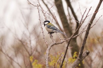 2024年4月3日(水) 三ツ池公園(横浜市鶴見区)の野鳥観察記録