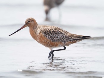 オオソリハシシギ ふなばし三番瀬海浜公園 2024年4月7日(日)