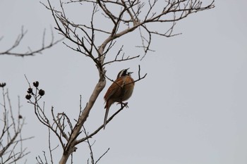 Meadow Bunting 馬見丘陵公園 Sat, 4/6/2024