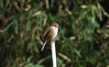 モズ 舞岡公園 2018年12月15日(土)