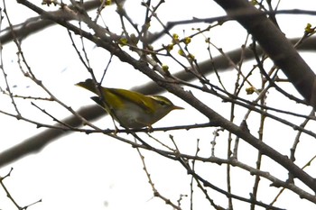 センダイムシクイ 光が丘公園 2024年4月6日(土)