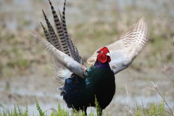 Green Pheasant 愛西市 Sun, 4/7/2024