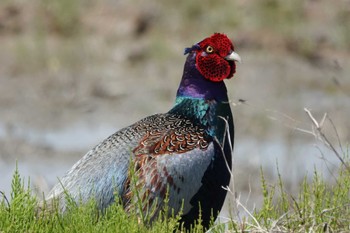 Green Pheasant 愛西市 Sun, 4/7/2024