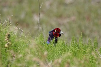 Green Pheasant 愛西市 Sun, 4/7/2024