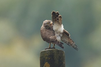 Grey-faced Buzzard オスを待つメス Thu, 4/4/2024