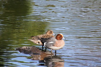 Eurasian Wigeon 清澄庭園(清澄公園) Fri, 12/14/2018