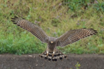 Grey-faced Buzzard 狩するオス Thu, 4/4/2024